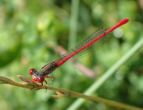 Ceriagrion tenellum